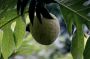 VI05 - 026 * Breadfruit.